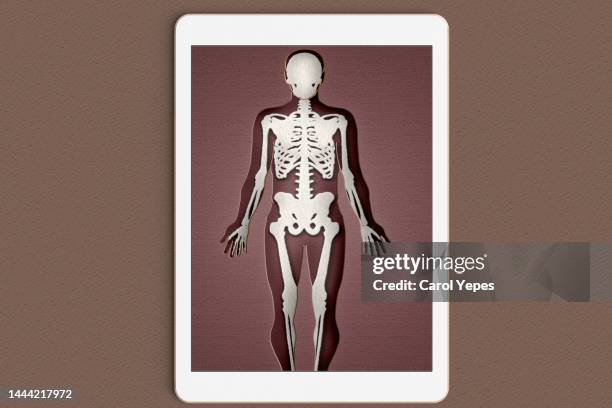 human skeleton in white felt and paper work in a digital device - femur stock pictures, royalty-free photos & images