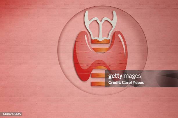 windpipe, thyroid  in plasticine - thyroid exam stock pictures, royalty-free photos & images