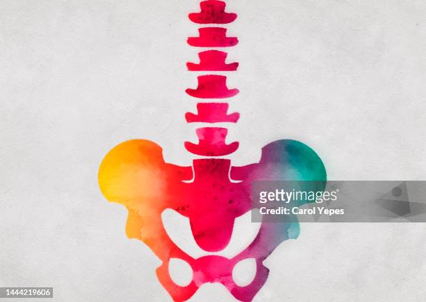 human pelvis and bones in colorful watercolors - bone graphic stock-fotos und bilder