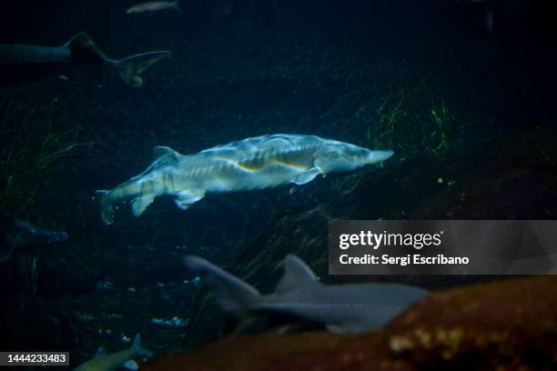 the siberian sturgeon (acipenser baerii) - lake baikal stock pictures, royalty-free photos & images