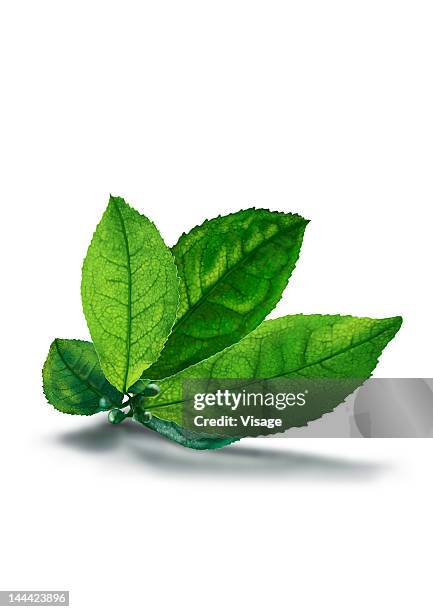 tea leaf, cut-out - tea leaf white background stock illustrations