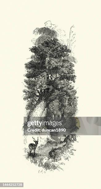 deer, stag, drinking from a stream in an old english forest, vintage illustration - deer creek stock illustrations