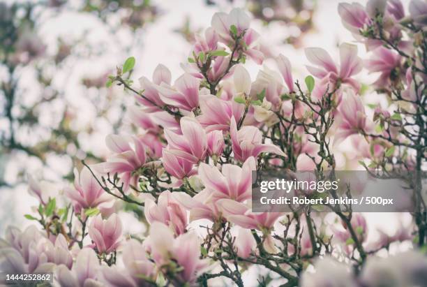 close-up of pink cherry blossoms in spring,united states,usa - magnolia stellata stock pictures, royalty-free photos & images