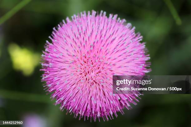 close-up of pink thistle flower,united states,usa - milk thistle stock-fotos und bilder
