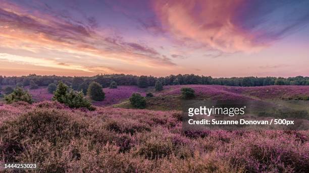 posbank national park veluwe,purple pink heather in bloom,blooming heater on the veluwe,united states,usa - grasland stock-fotos und bilder