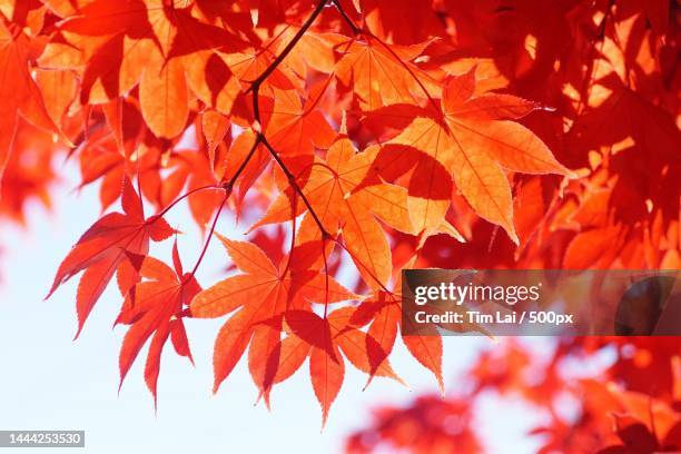 close-up of maple leaves on tree,vancouver,british columbia,canada - maple tree canada stock pictures, royalty-free photos & images