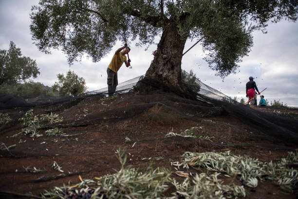 ESP: Spain Faces Worst Olive Harvest After Record Drought