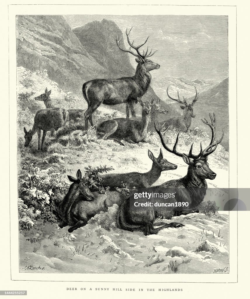 Deer on a sunny hill side in the Scottish Highlands, Victorian wildlife art, 1870s 19th Century
