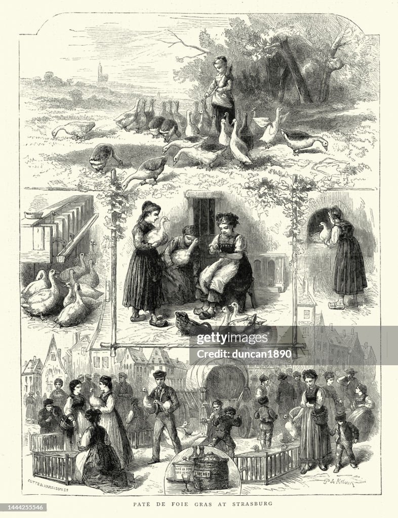 Scenes from the production of Pate de Foie Gras at Strasbourg, France, 1872 19th Century