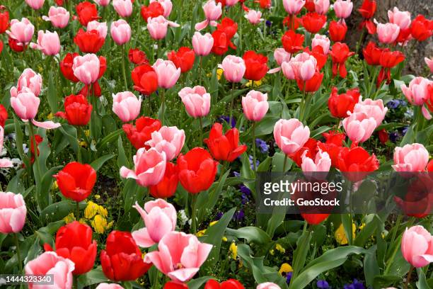 didier's tulip, a species of tulips - gartentulpe stock-fotos und bilder