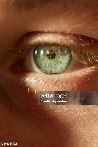 gros plan extrême d’un œil vert. - globe oculaire photos et images de collection