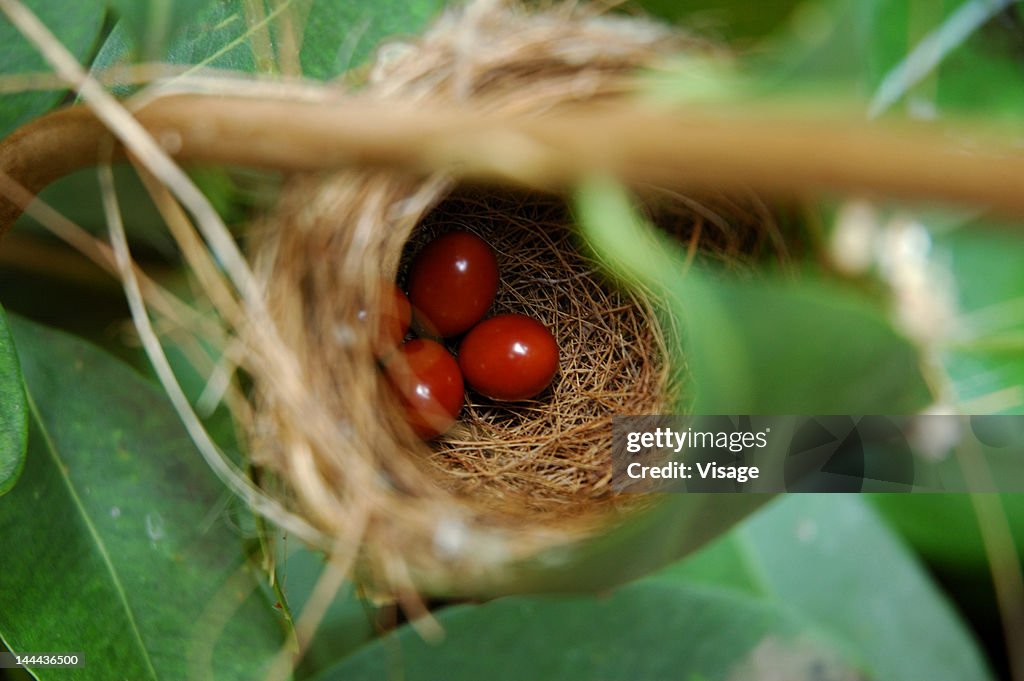 Eggs in a nest, top angle view