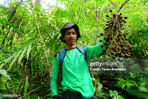man harvesting dragon blood fruit - socotra dragon tree stock pictures, royalty-free photos & images