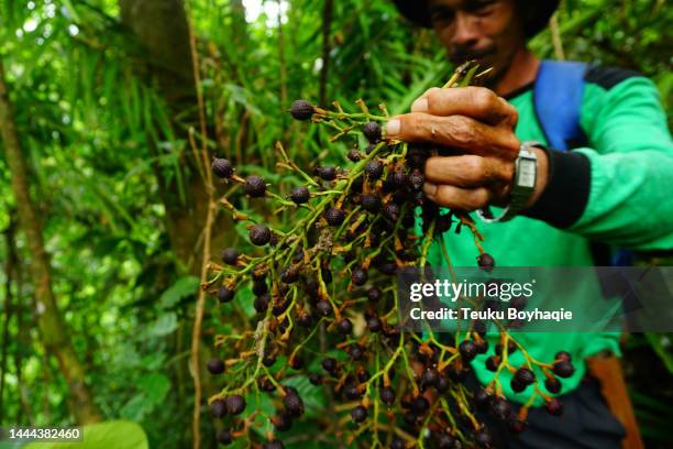 man harvesting dragon blood fruit - dragon blood tree stock pictures, royalty-free photos & images