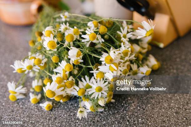 fresh cut chamomile on kitchen counter - camomile stock-fotos und bilder