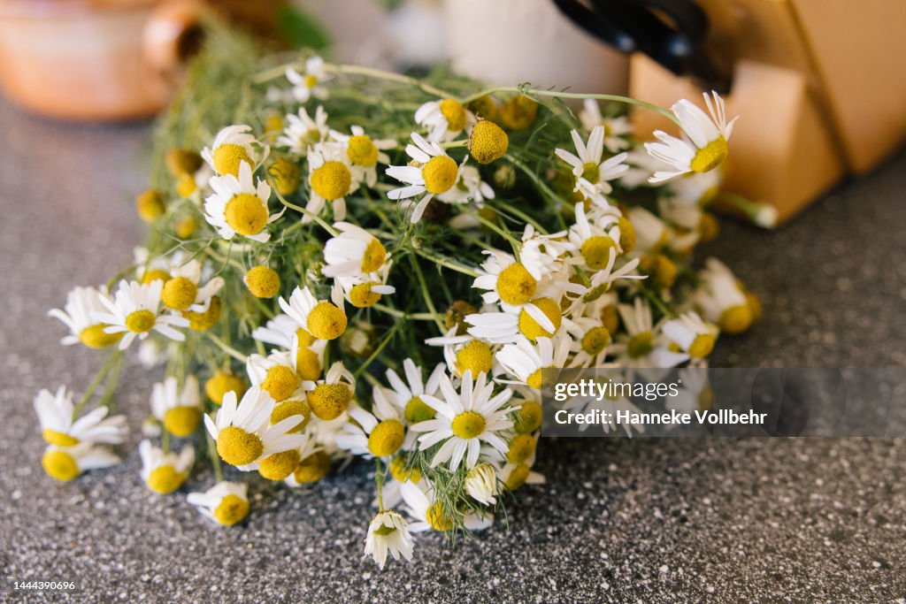 Fresh cut chamomile on kitchen counter