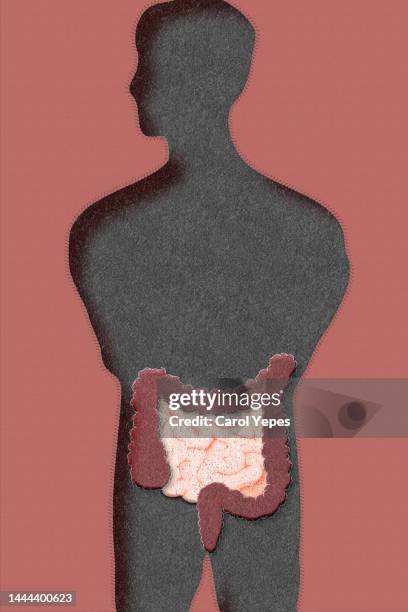 intestine in  felt - intestino grosso - fotografias e filmes do acervo