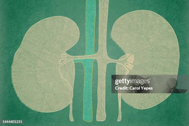 urinary system embroidery - kidney organ stock pictures, royalty-free photos & images