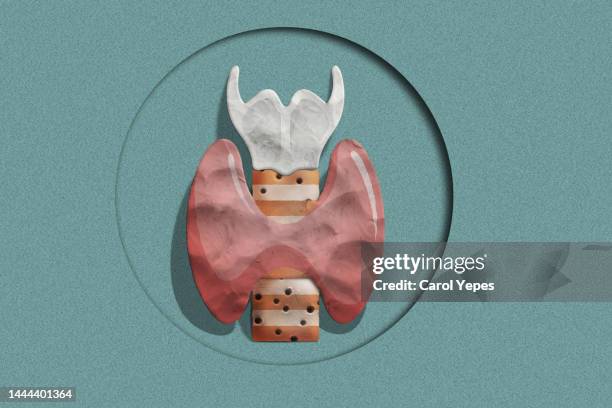 windpipe, thyroid in plasticine - glándula de tiroides fotografías e imágenes de stock