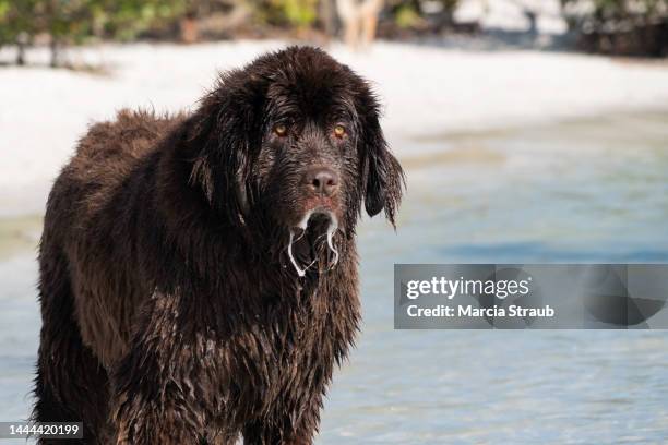 wet newfoundland dog  after playing on the beach - newfoundlandshund bildbanksfoton och bilder