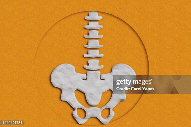 human pelvis and spine in plasticine - bot in het been stockfoto's en -beelden