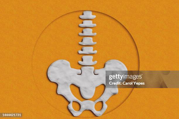 human pelvis and spine in plasticine - hip anatomy stock pictures, royalty-free photos & images