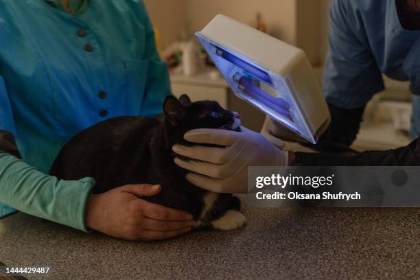 veterinarian at work examinates the cat using ultraviolet lamp - electromagnetic stock pictures, royalty-free photos & images