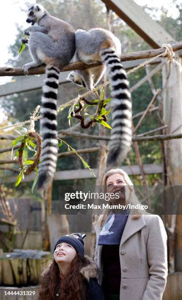 Sophie, Countess of Wessex watches Ring-Tailed Lemurs explore edible Christmas wreaths as she visits ZSL London Zoo on November 24, 2022 in London,...