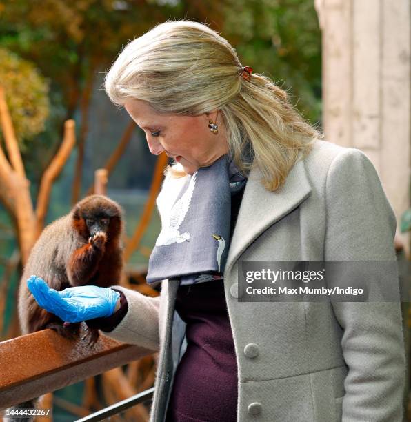 Sophie, Countess of Wessex feeds a Red Titi Monkey as she visits ZSL London Zoo on November 24, 2022 in London, England. During her visit the...