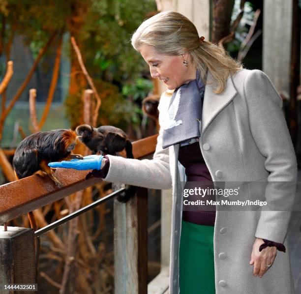 Sophie, Countess of Wessex feeds a Golden-Headed Lion Tamarin as she visits ZSL London Zoo on November 24, 2022 in London, England. During her visit...