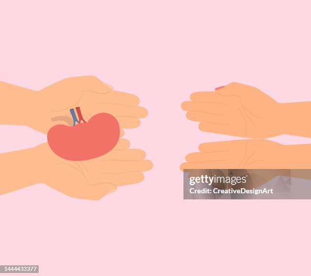 charity and donation concept. hand giving healthy kidney to another hand - human kidney stock illustrations