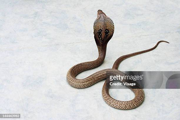 a cobra with its open hood - cobra reale foto e immagini stock