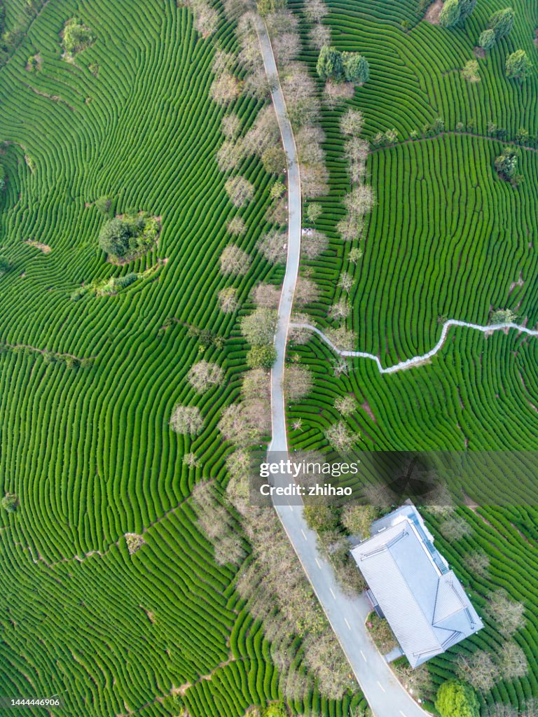 Bird's-eye view of beautiful tea plantations
