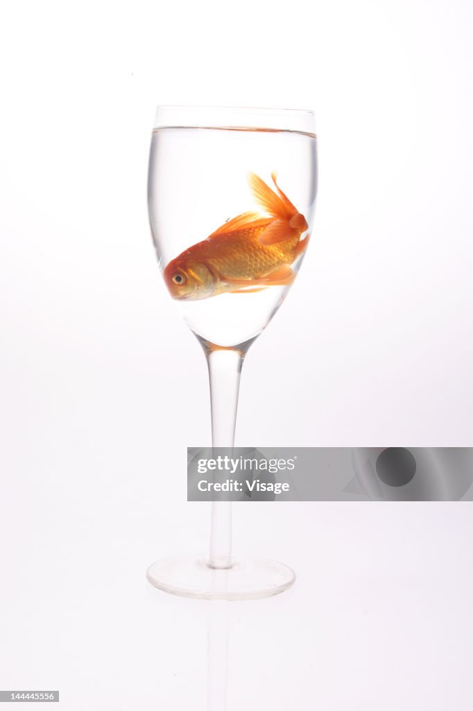 A goldfish in a wine glass