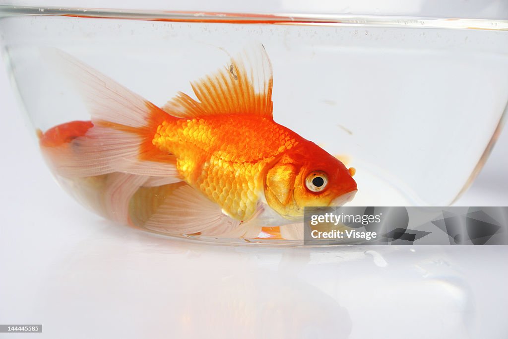 Goldfish in a bowl