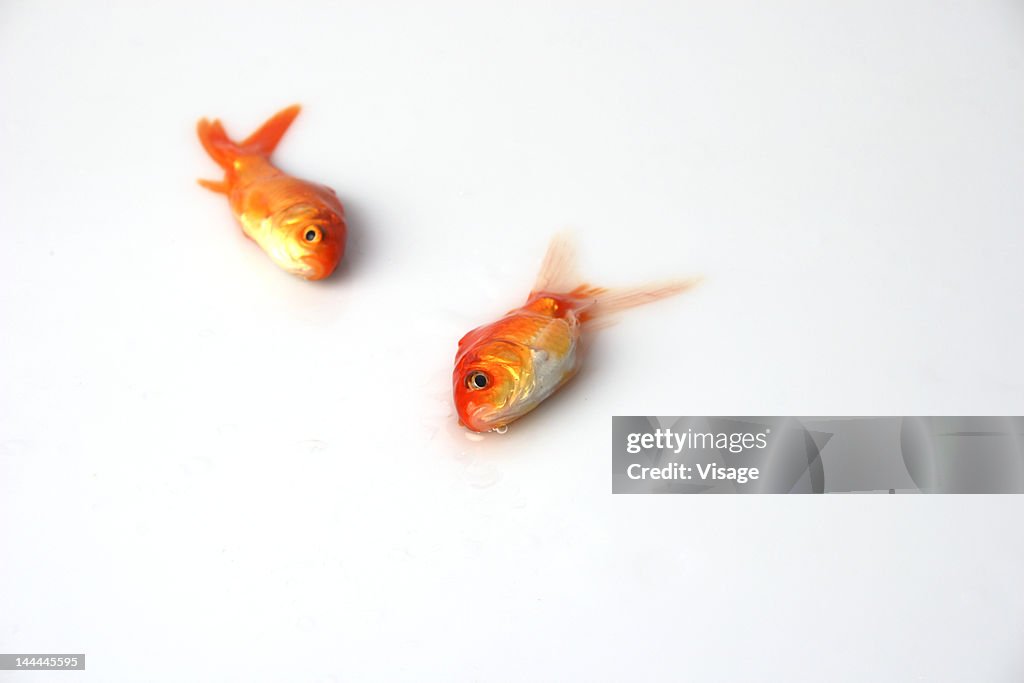 Close up of two dead goldfish