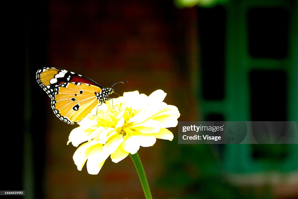 A butter fly on a flower