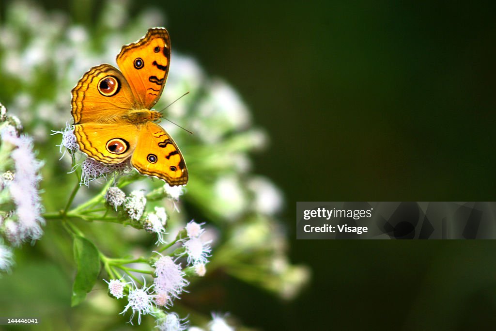 Butterfly perching on a wild plant