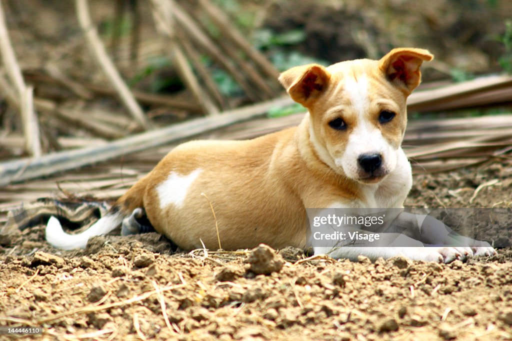 Close-up of a pup