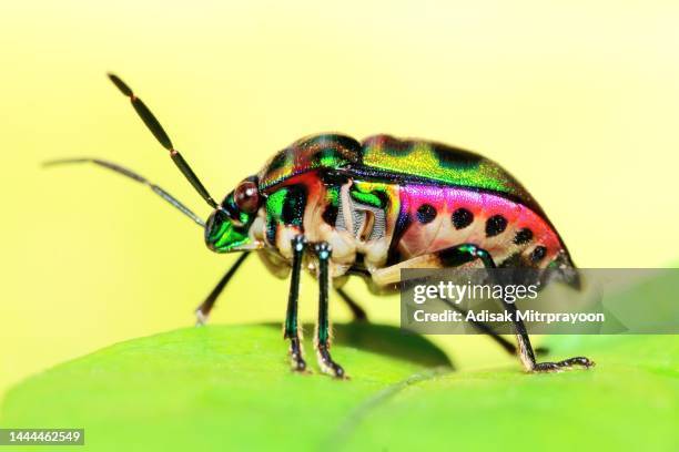 green glitter beetle on leaf - animal behavior. - beetle stockfoto's en -beelden