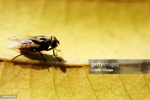 close up of a common housefly - housefly stock pictures, royalty-free photos & images