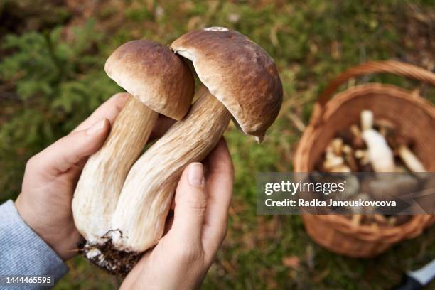 wild porcini mushrooms held by a mushroom picker in the forest above a wicker basket - czech republic nature stock pictures, royalty-free photos & images