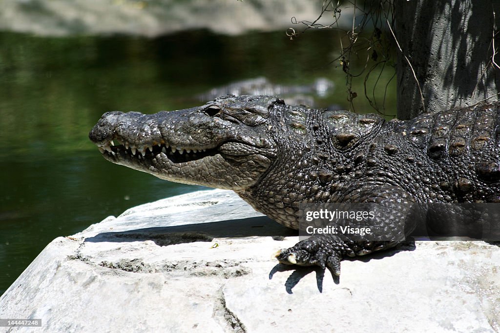 Close up of a crocodile