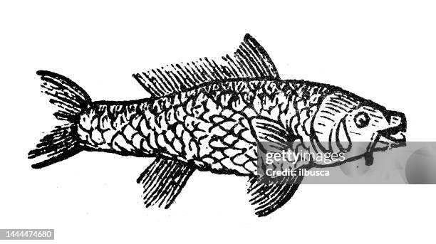 antique engraving illustration: carp - carp stock illustrations