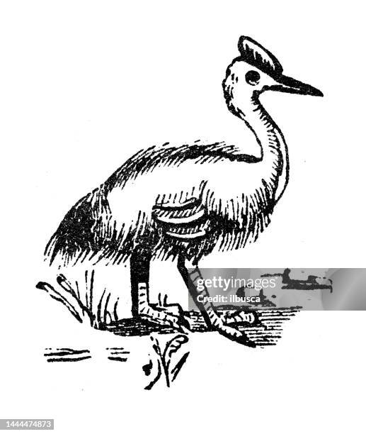 antique engraving illustration: cassowary - cassowary stock illustrations