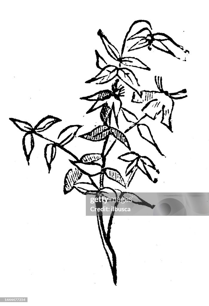 Antique engraving illustration: Clematis