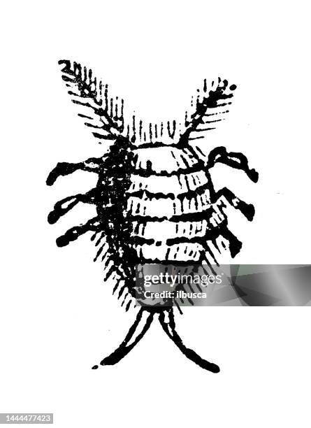 antique engraving illustration: cochineal - scale insect stock illustrations