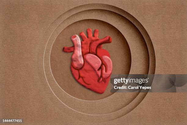 anatomical heart made of plasticine - cardiac muscle tissue stock pictures, royalty-free photos & images