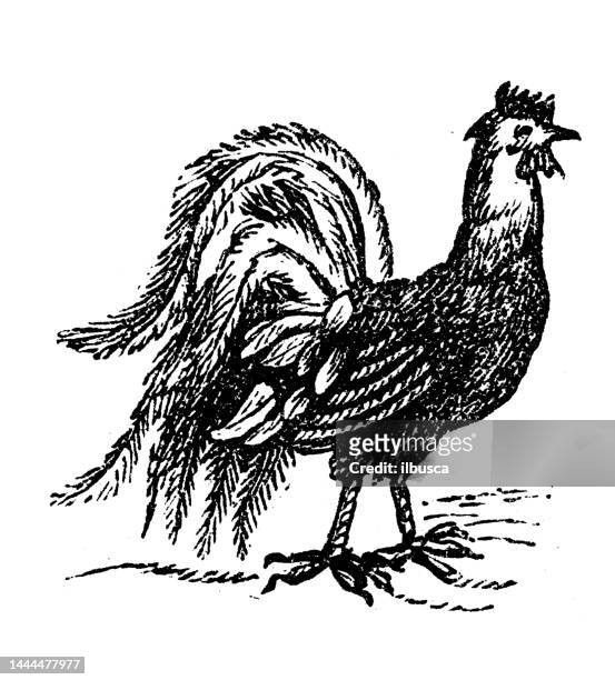 antique engraving illustration: cock - rooster stock illustrations