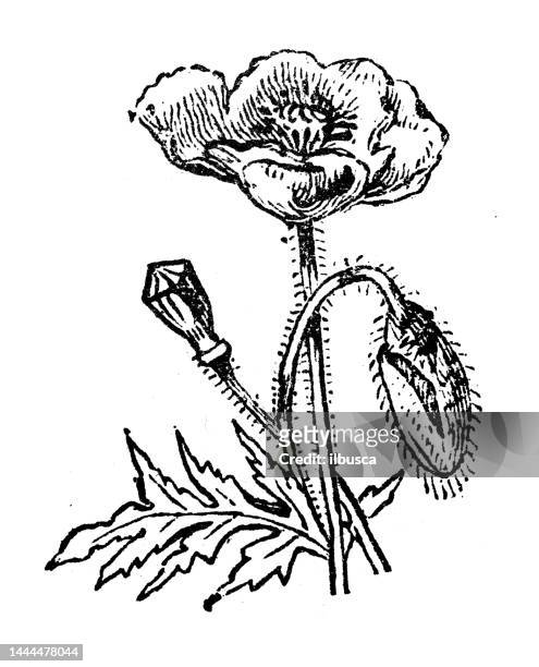 antique engraving illustration: poppy - oriental poppy 幅插畫檔、美工圖案、卡通及圖標
